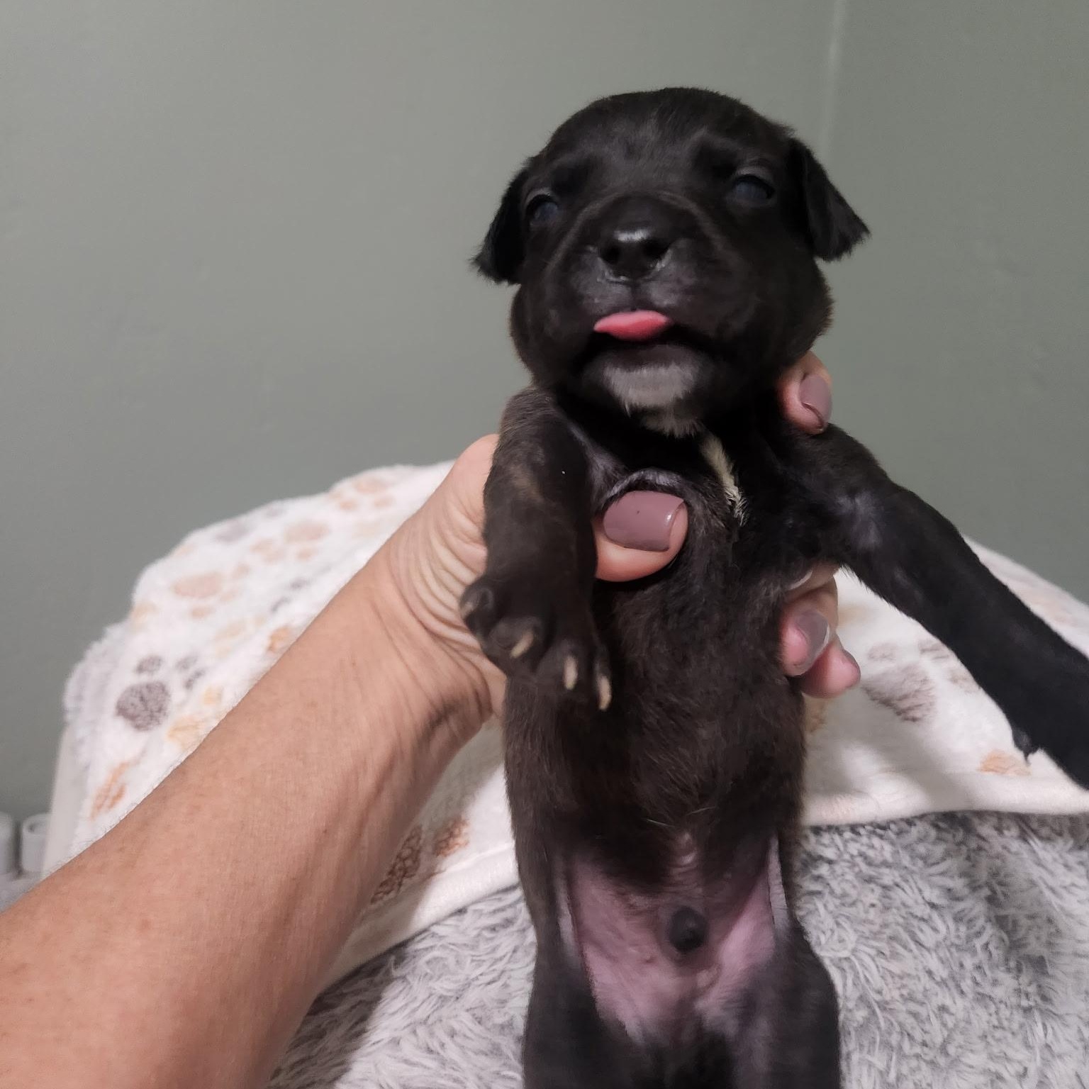 Enlarge Fitz, a Adoptable mixed breed in Brentwood, CA image 2/2