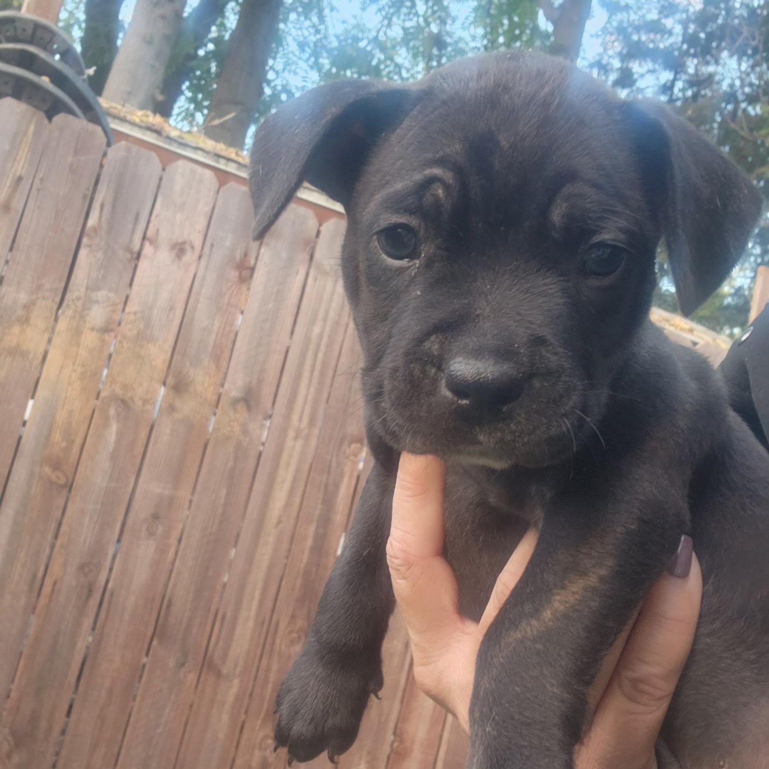 Enlarge Fitz, a Adoptable mixed breed in Brentwood, CA image 1/2