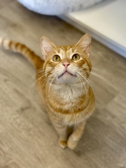 Enlarge Greg, an adopted Domestic Short Hair in Downers Grove, IL image 2/3