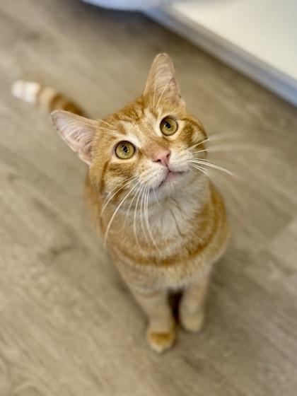 Greg, adopted, Adult Male Domestic Short Hair.