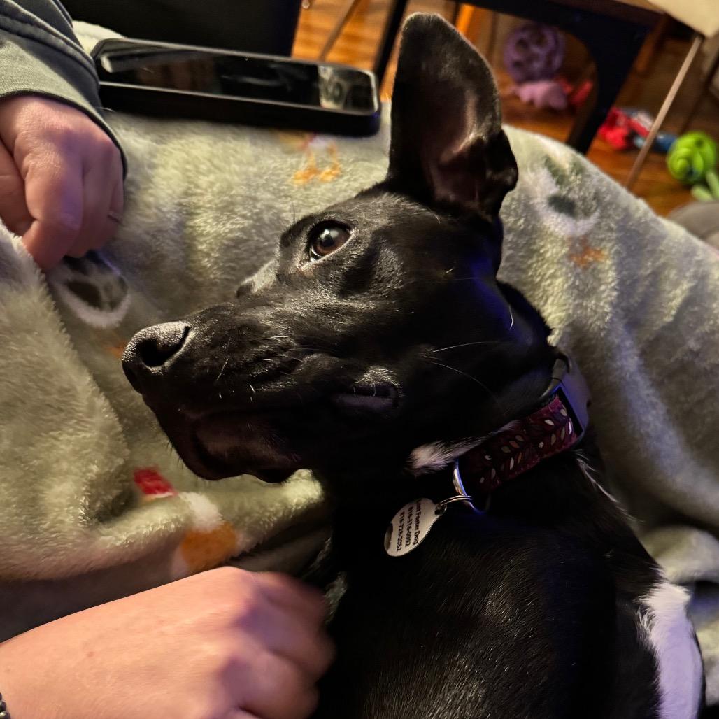 Wednesday, Adoptable, Young Female Pit Bull Terrier & Mixed Breed.