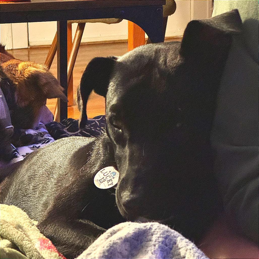 Enlarge Wednesday, a Adoptable mixed breed in Kansas City, MO image 2/6