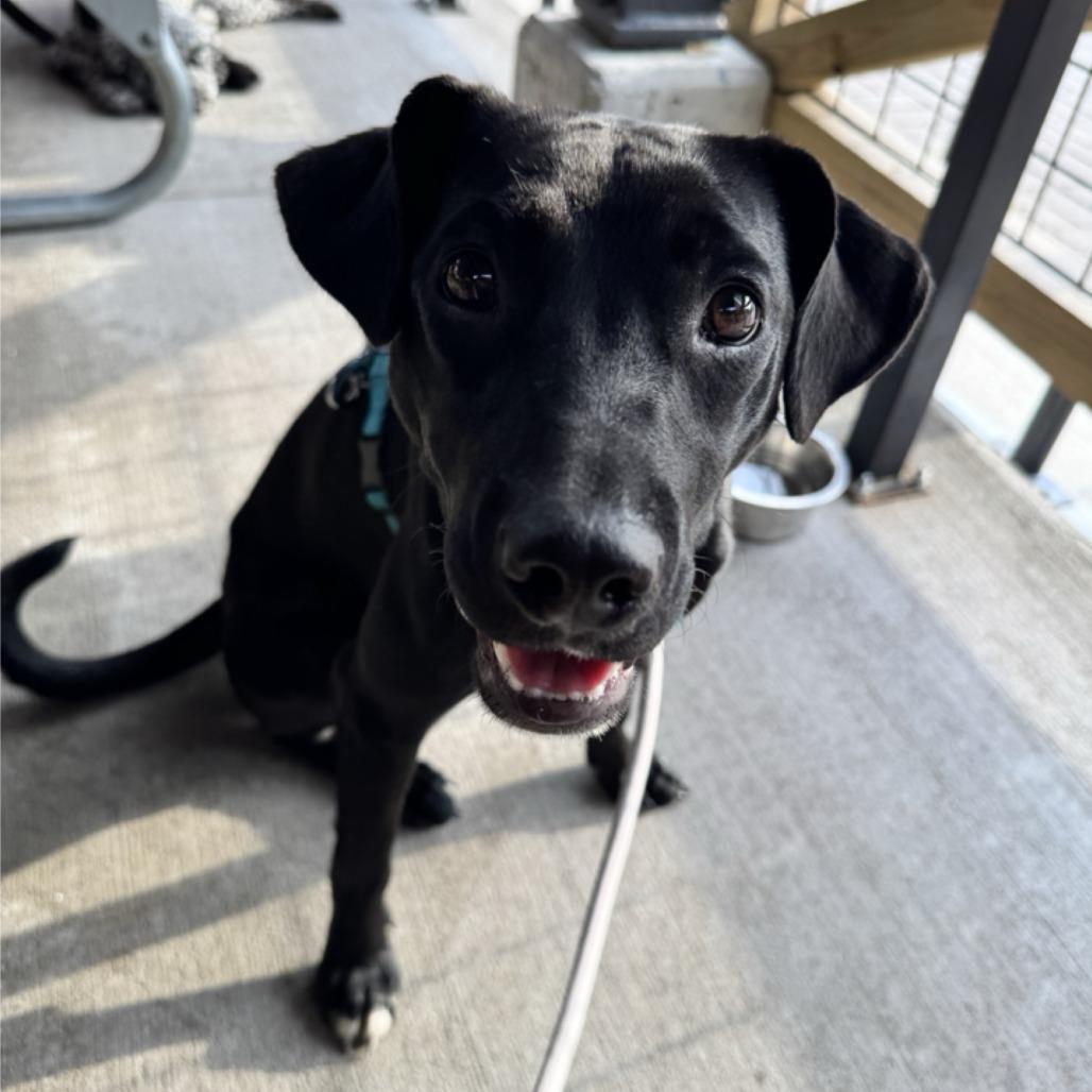 Enlarge Wednesday, a Adoptable mixed breed in Kansas City, MO image 3/6