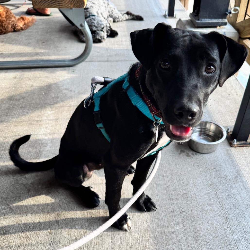 Enlarge Wednesday, a Adoptable mixed breed in Kansas City, MO image 4/6