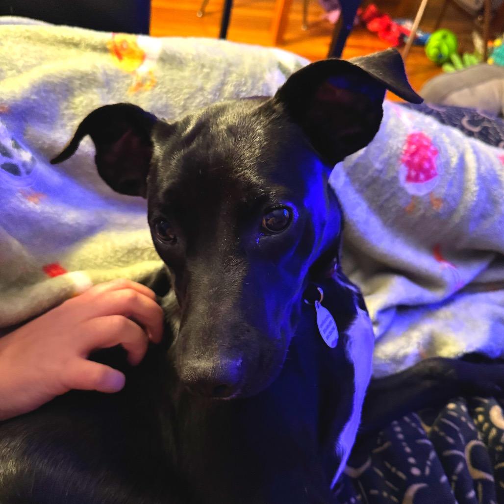 Enlarge Wednesday, a Adoptable mixed breed in Kansas City, MO image 5/6