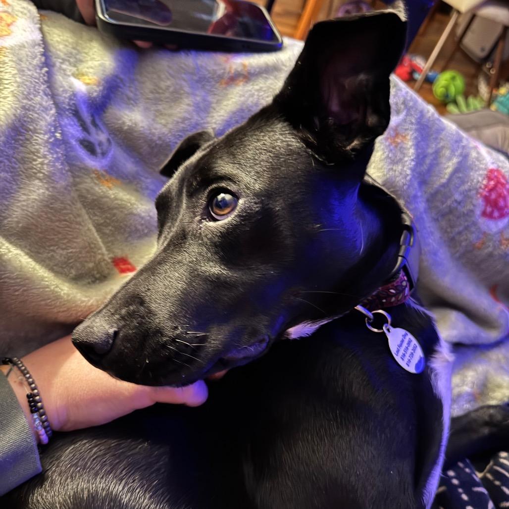 Enlarge Wednesday, a Adoptable mixed breed in Kansas City, MO image 6/6