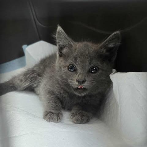 Enlarge Kimi, a Adoptable Domestic Short Hair in Jacksonville, OR image 1/6