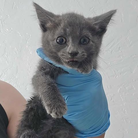 Enlarge Kimi, a Adoptable Domestic Short Hair in Jacksonville, OR image 2/6