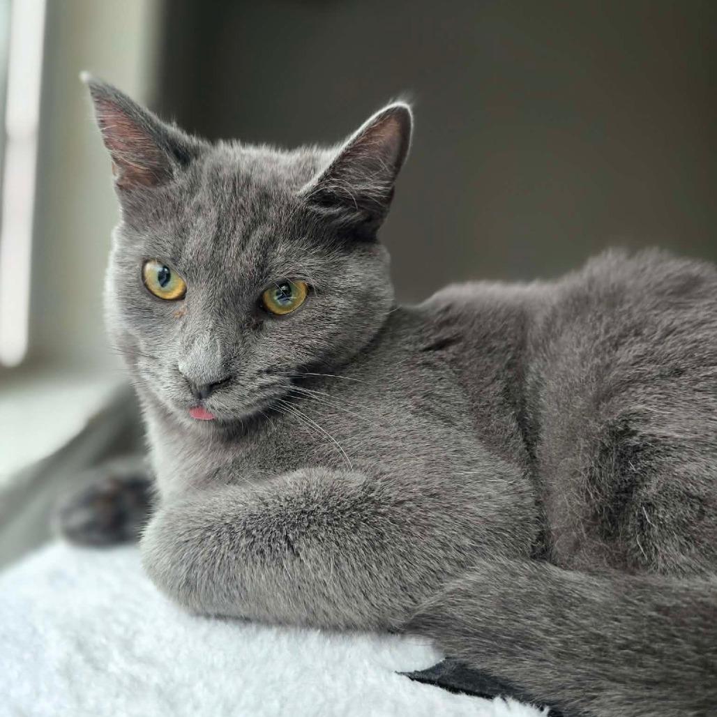 Enlarge Kimi, a Adoptable Domestic Short Hair in Jacksonville, OR image 3/6