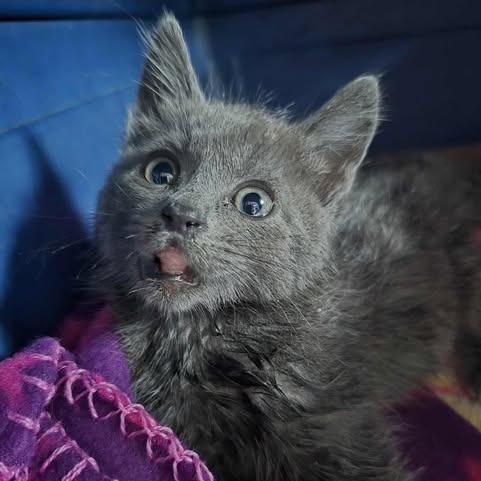 Enlarge Kimi, a Adoptable Domestic Short Hair in Jacksonville, OR image 4/6