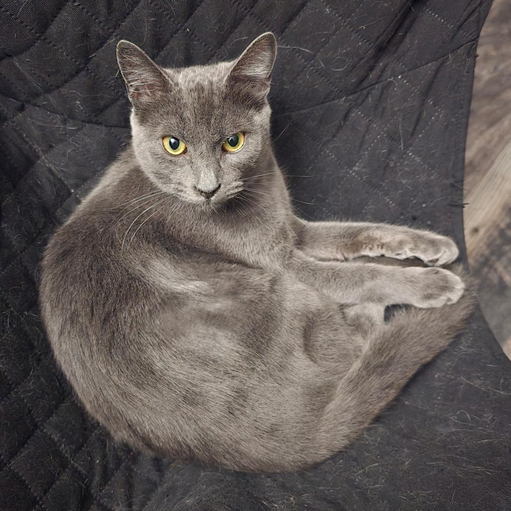 Kimi, a Adoptable Domestic Short Hair in Jacksonville, OR image 4/6