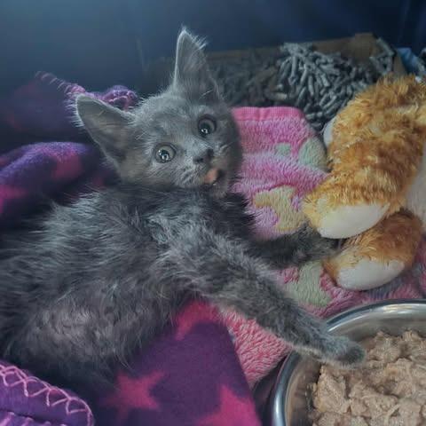 Enlarge Kimi, a Adoptable Domestic Short Hair in Jacksonville, OR image 5/6