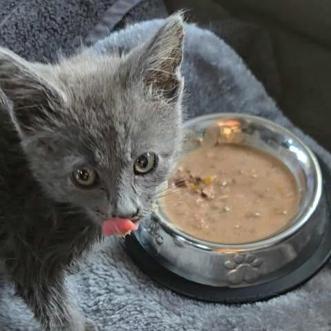 Enlarge Kimi, a Adoptable Domestic Short Hair in Jacksonville, OR image 6/6