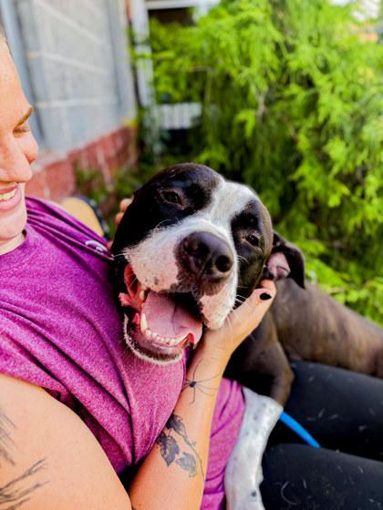 Ghostie, Adoptable, Adult Male Mixed Breed & Mixed Breed.