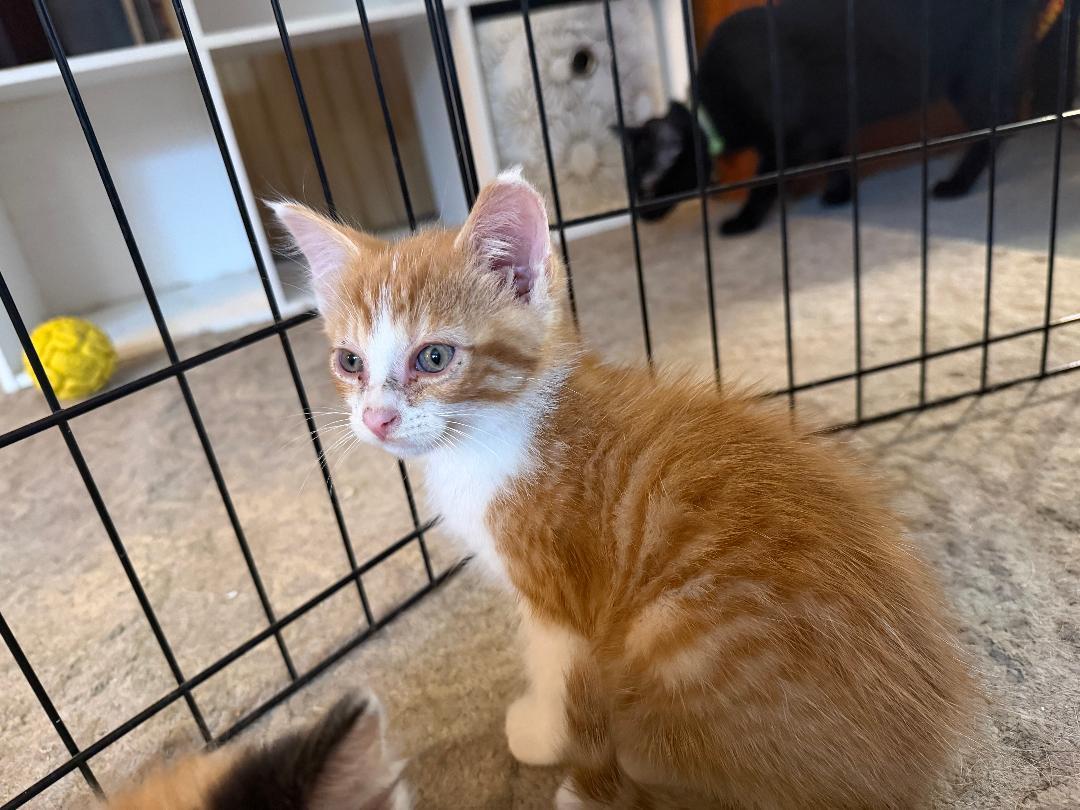Mozart, a ADOPTABLE mixed breed in Homer, MI image 4/5