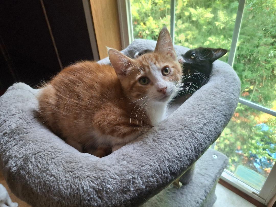 Mozart, a ADOPTABLE mixed breed in Homer, MI image 2/5