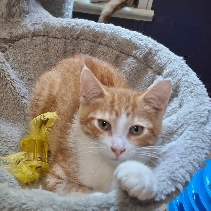 Mozart, ADOPTABLE, Kitten Male Domestic Short Hair.