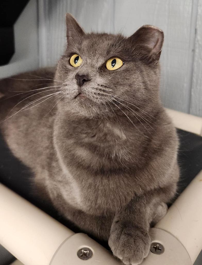 Lilly, Adoptable, Young Female Domestic Short Hair.