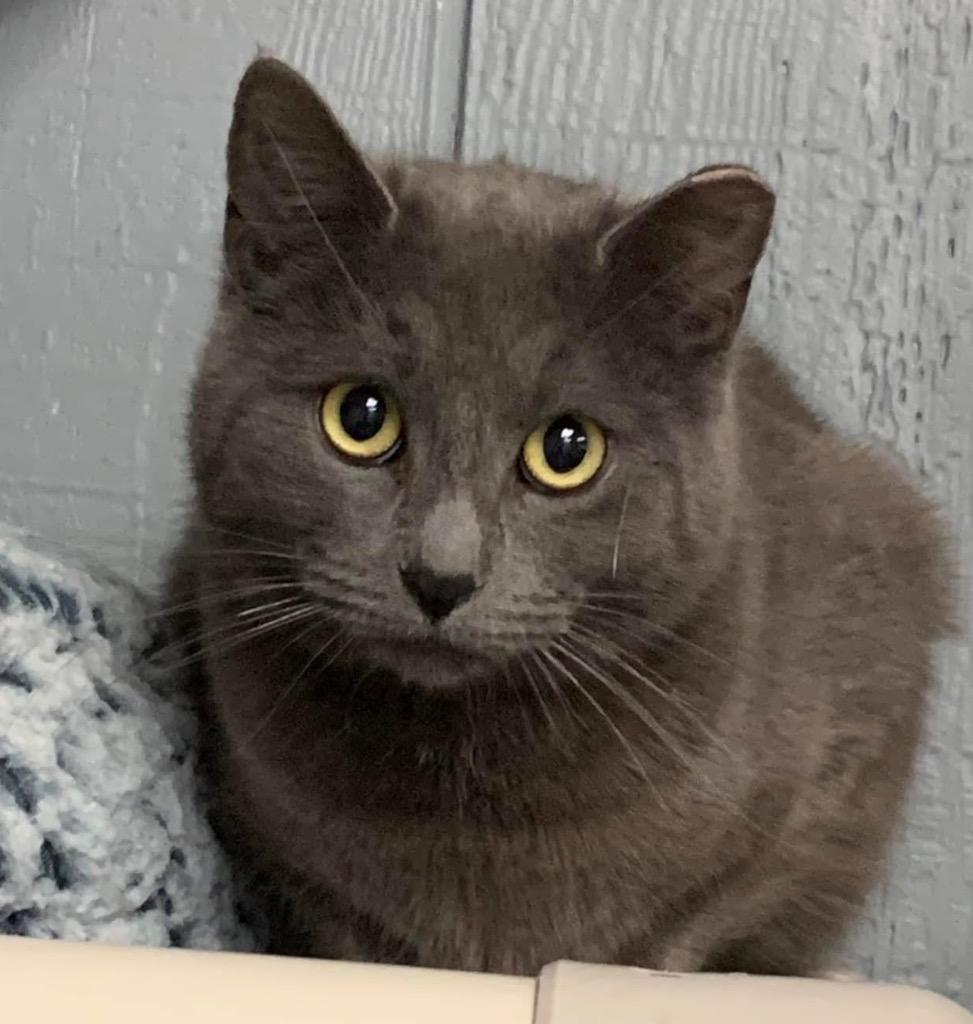 Lilly, a Adoptable mixed breed in Warren, MI image 2/6