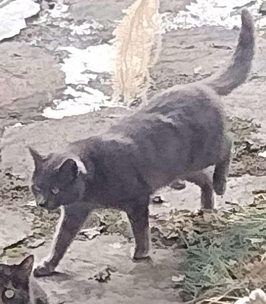 Lilly, a Adoptable mixed breed in Warren, MI image 3/6