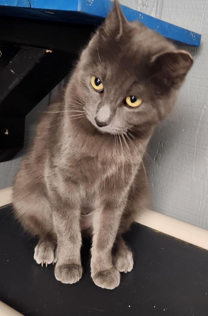 Lilly, a Adoptable mixed breed in Warren, MI image 4/6