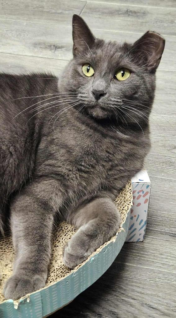 Lilly, a Adoptable mixed breed in Warren, MI image 5/6