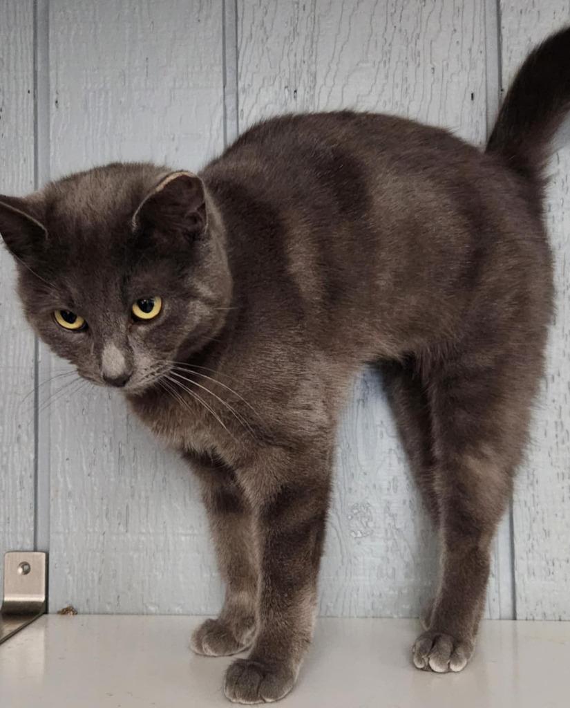 Lilly, a Adoptable mixed breed in Warren, MI image 6/6