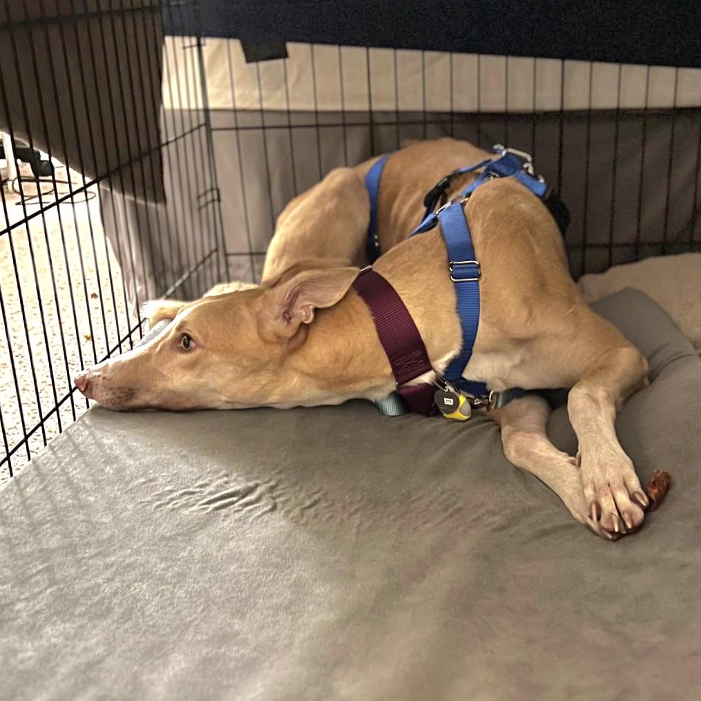 Geralt, Adoptable, Young Male Greyhound.