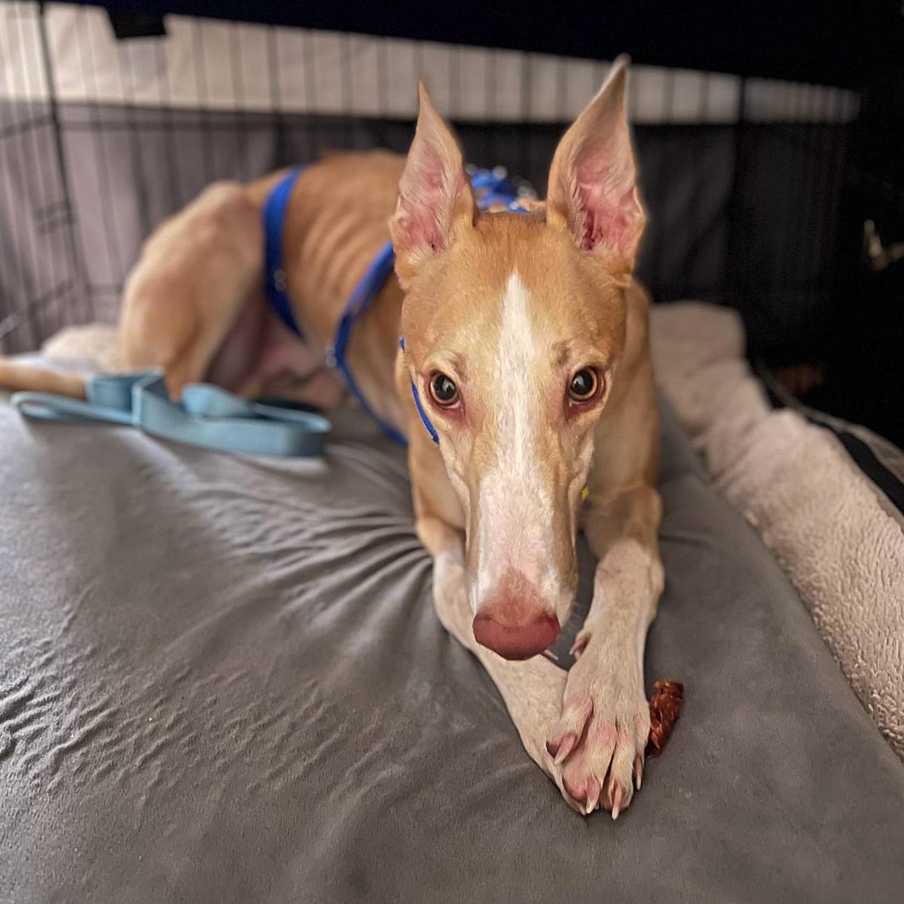 Enlarge Geralt, a Adoptable Greyhound in Tarpon Springs, FL image 2/5