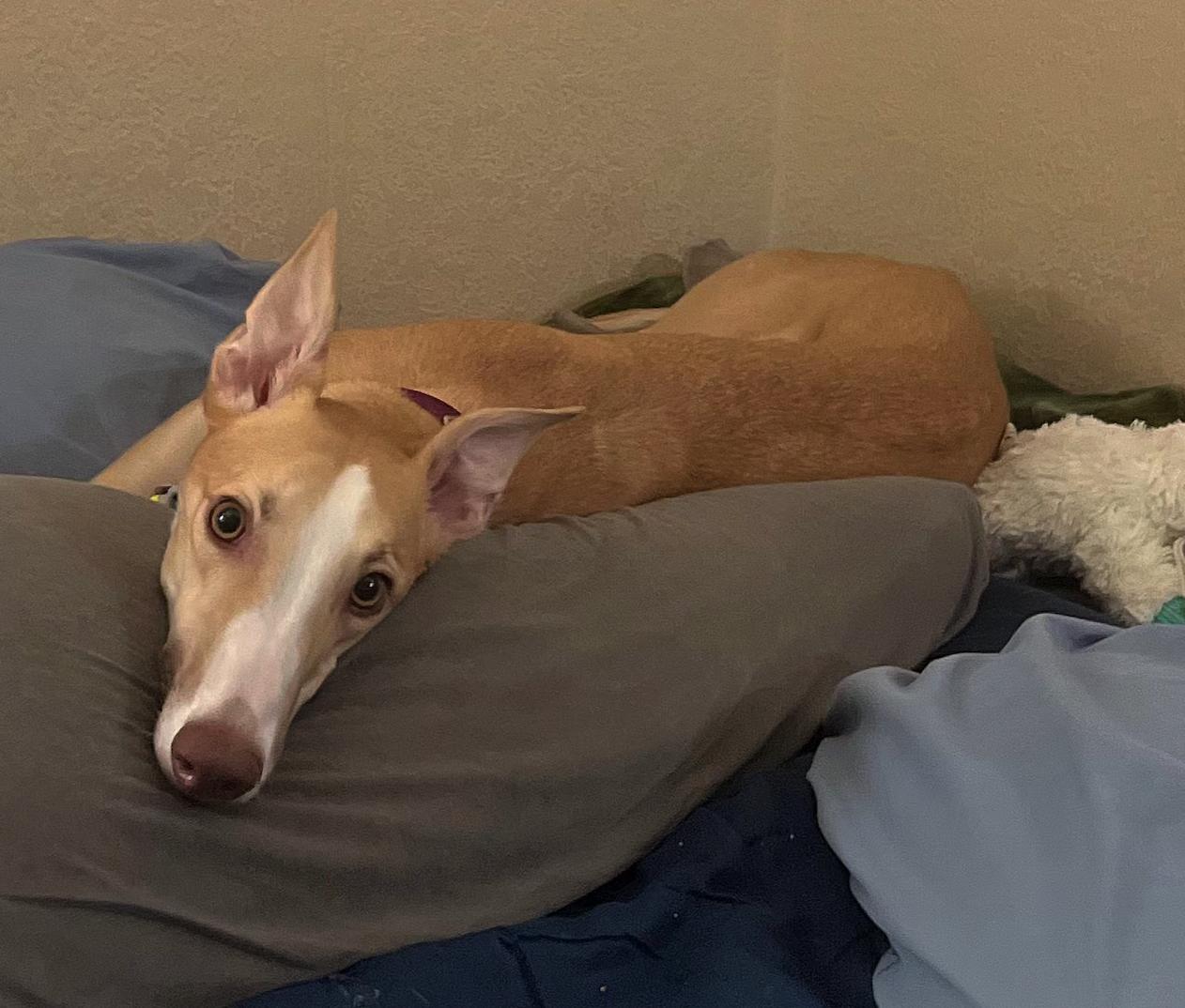 Enlarge Geralt, a Adoptable Greyhound in Tarpon Springs, FL image 3/5