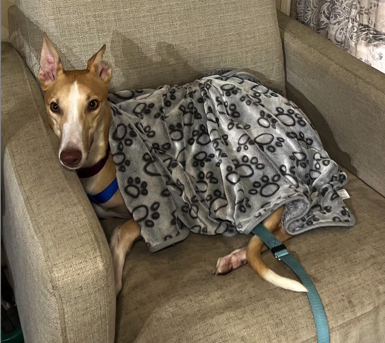 Enlarge Geralt, a Adoptable Greyhound in Tarpon Springs, FL image 4/5