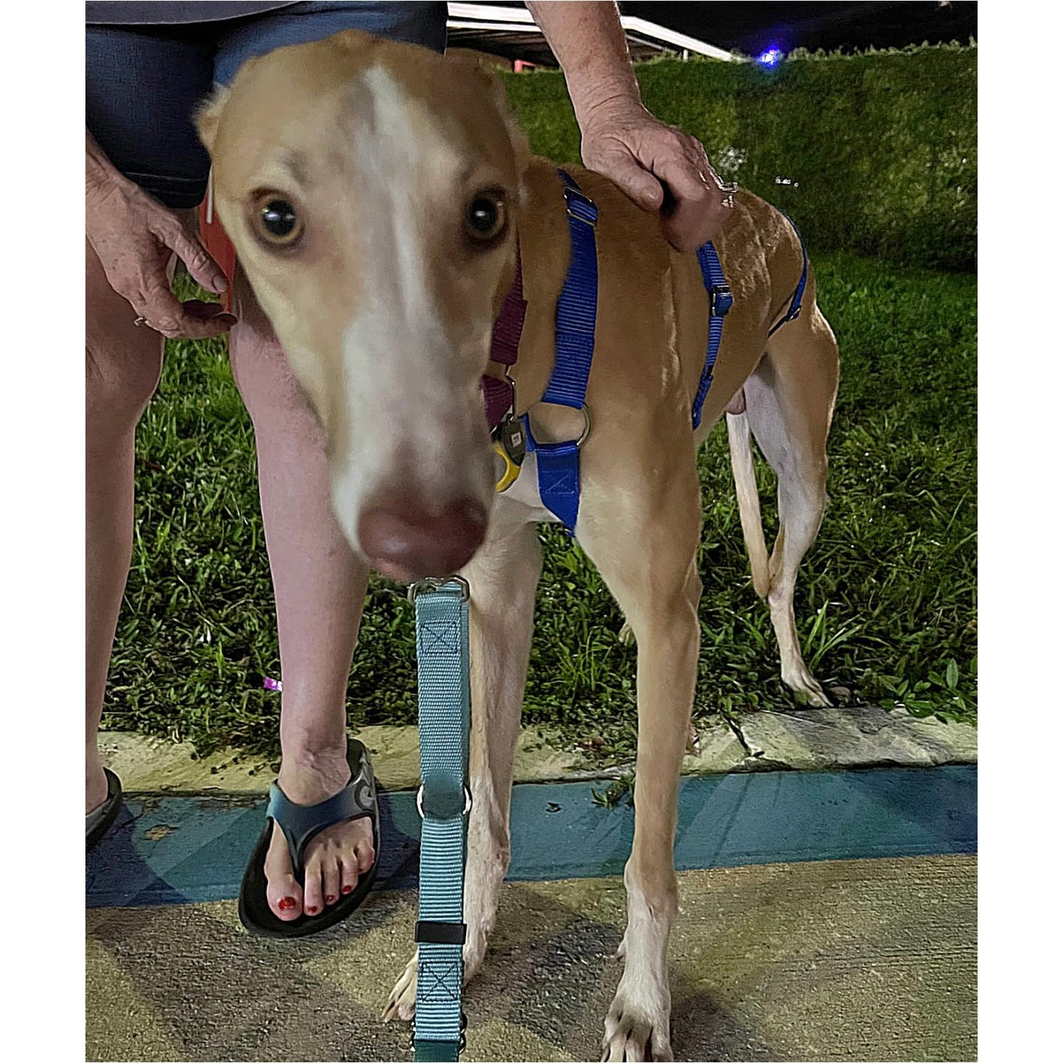 Enlarge Geralt, a Adoptable Greyhound in Tarpon Springs, FL image 5/5