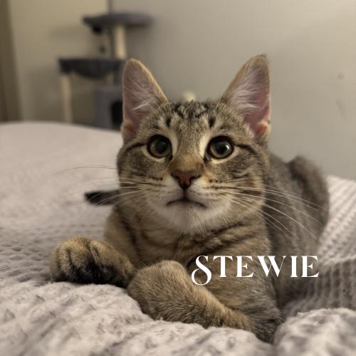 Alfie, Paulie, Stewie, and Eddie!, a Adoptable Domestic Short Hair in Laurel, MD image 4/5