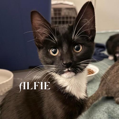 Alfie, Paulie, Stewie, and Eddie!, a Adoptable Domestic Short Hair in Laurel, MD image 3/5