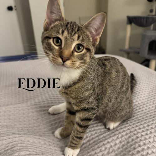 Alfie, Paulie, Stewie, and Eddie!, a Adoptable Domestic Short Hair in Laurel, MD image 2/5