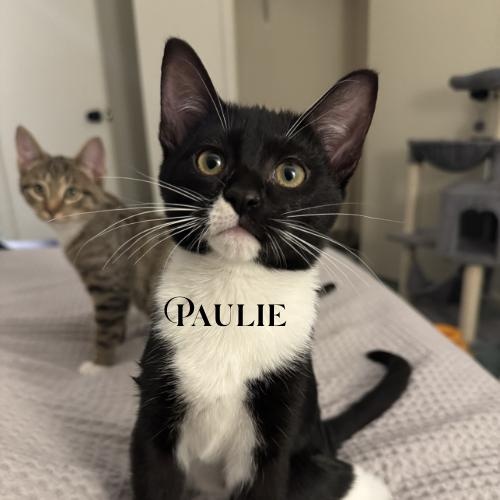 Alfie, Paulie, Stewie, and Eddie!, a Adoptable Domestic Short Hair in Laurel, MD image 5/5