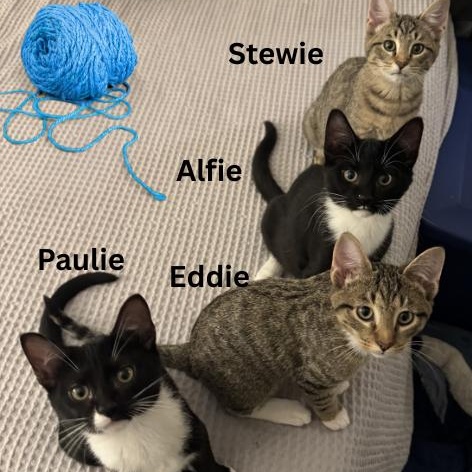 Alfie, Paulie, Stewie, and Eddie!, Adoptable, Young Male Domestic Short Hair.