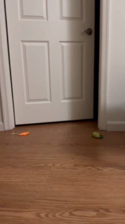 Enlarge Alfie, Paulie, Stewie, and Eddie!, a Adoptable Domestic Short Hair in Laurel, MD video 6/6