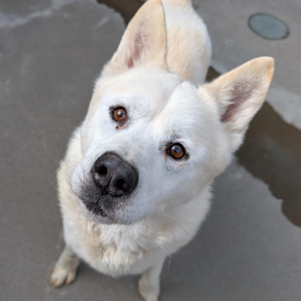Hopper, Adoptable, Senior Male Husky & Akita.