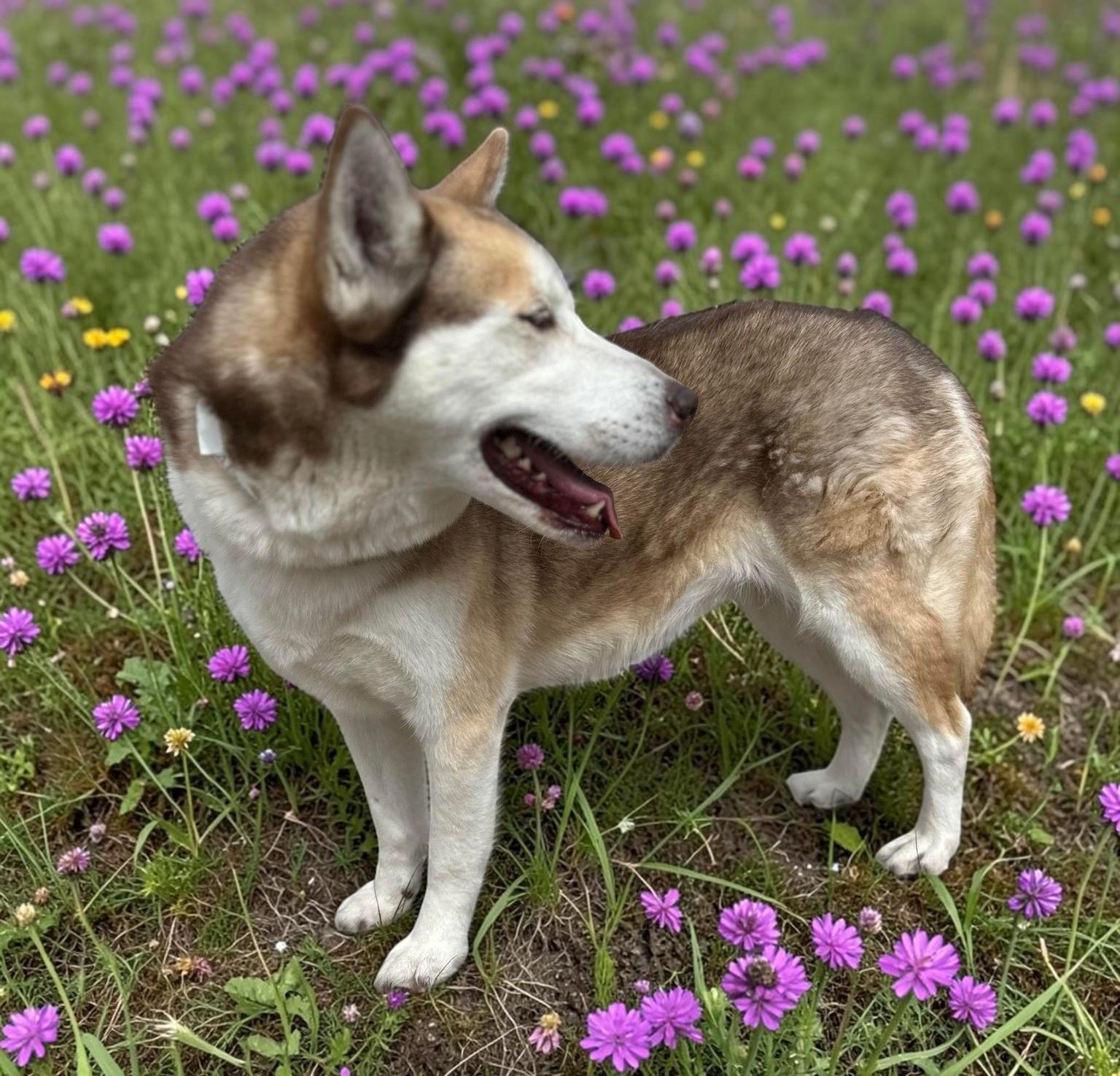Enlarge Ivy , a ADOPTABLE Siberian Husky in Issaquah, WA image 2/6