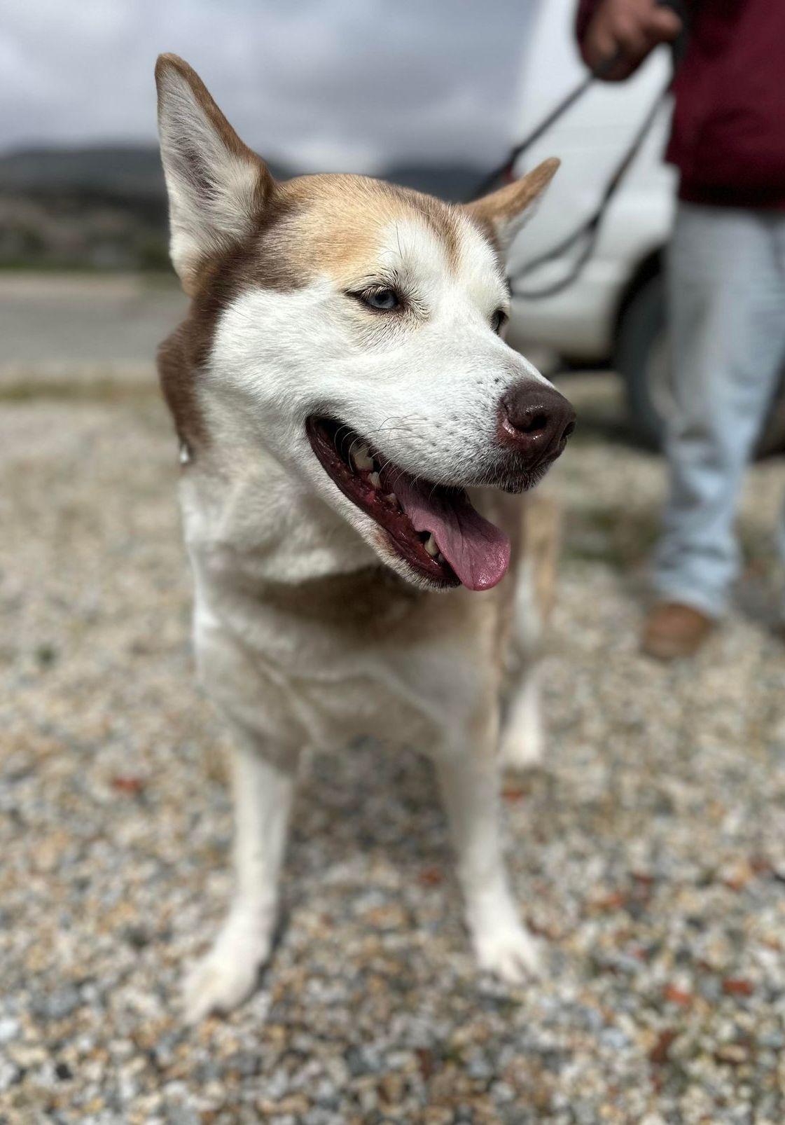 Enlarge Ivy , a ADOPTABLE Siberian Husky in Issaquah, WA image 6/6
