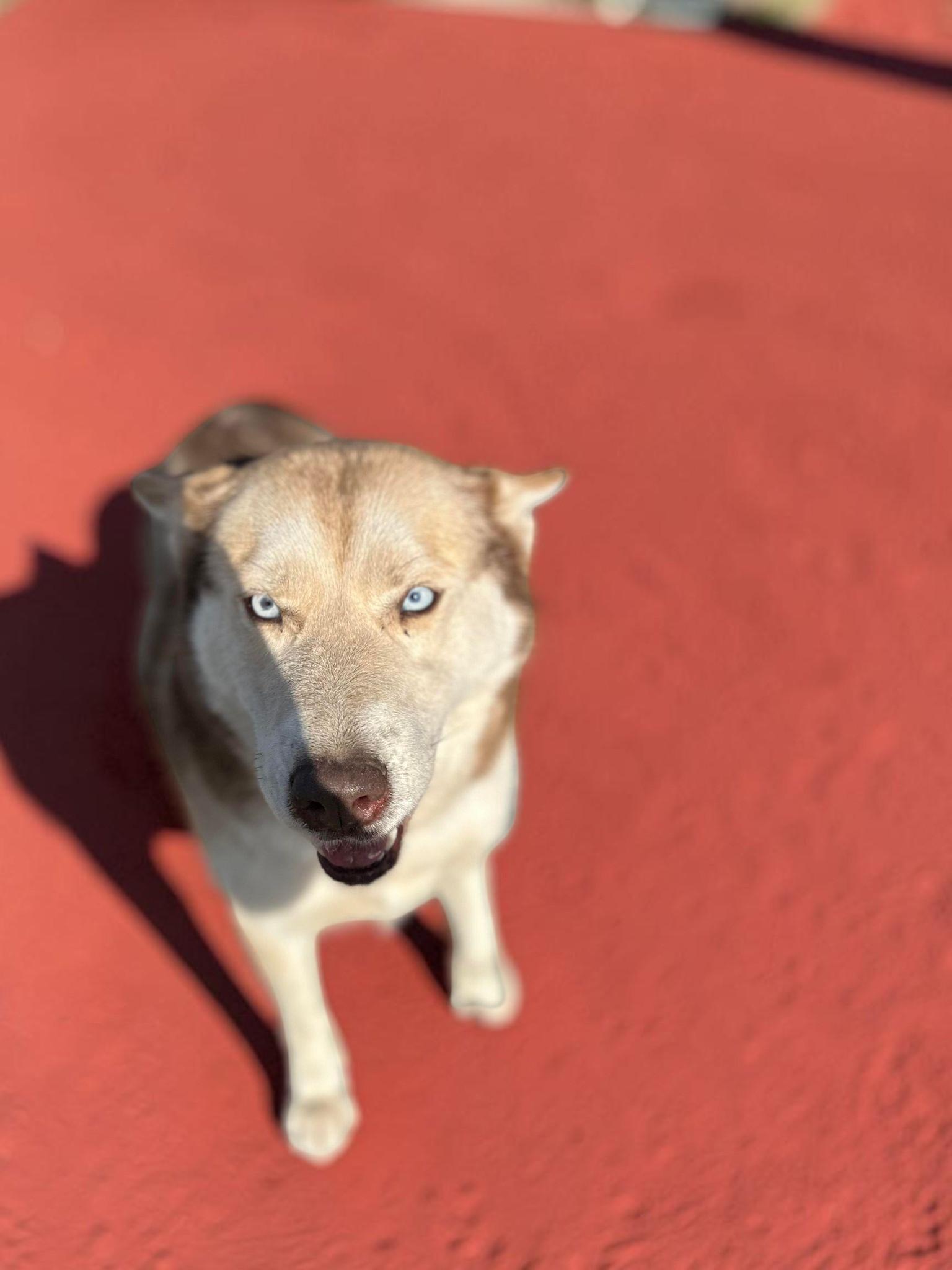 Ivy , ADOPTABLE, Adult Female Siberian Husky.