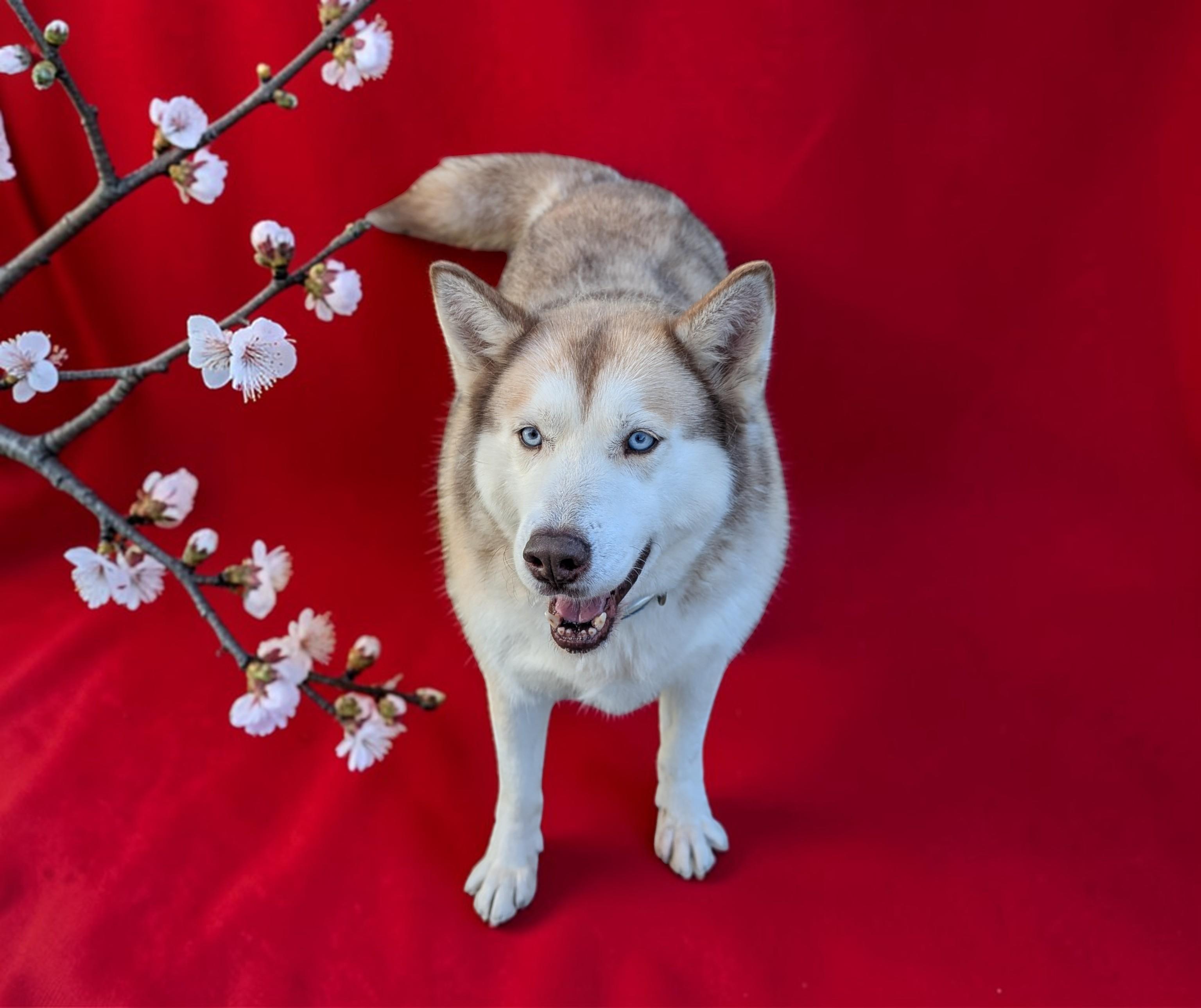Enlarge Ivy , a ADOPTABLE Siberian Husky in Issaquah, WA image 3/6