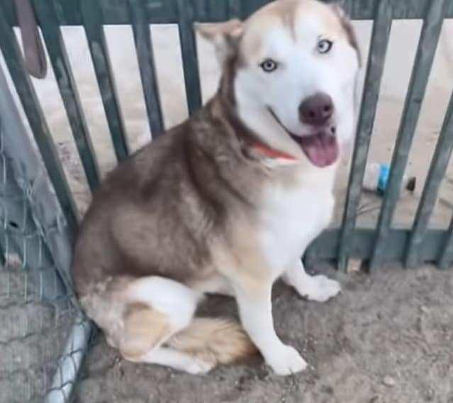 Enlarge Ivy , a ADOPTABLE Siberian Husky in Issaquah, WA image 5/6