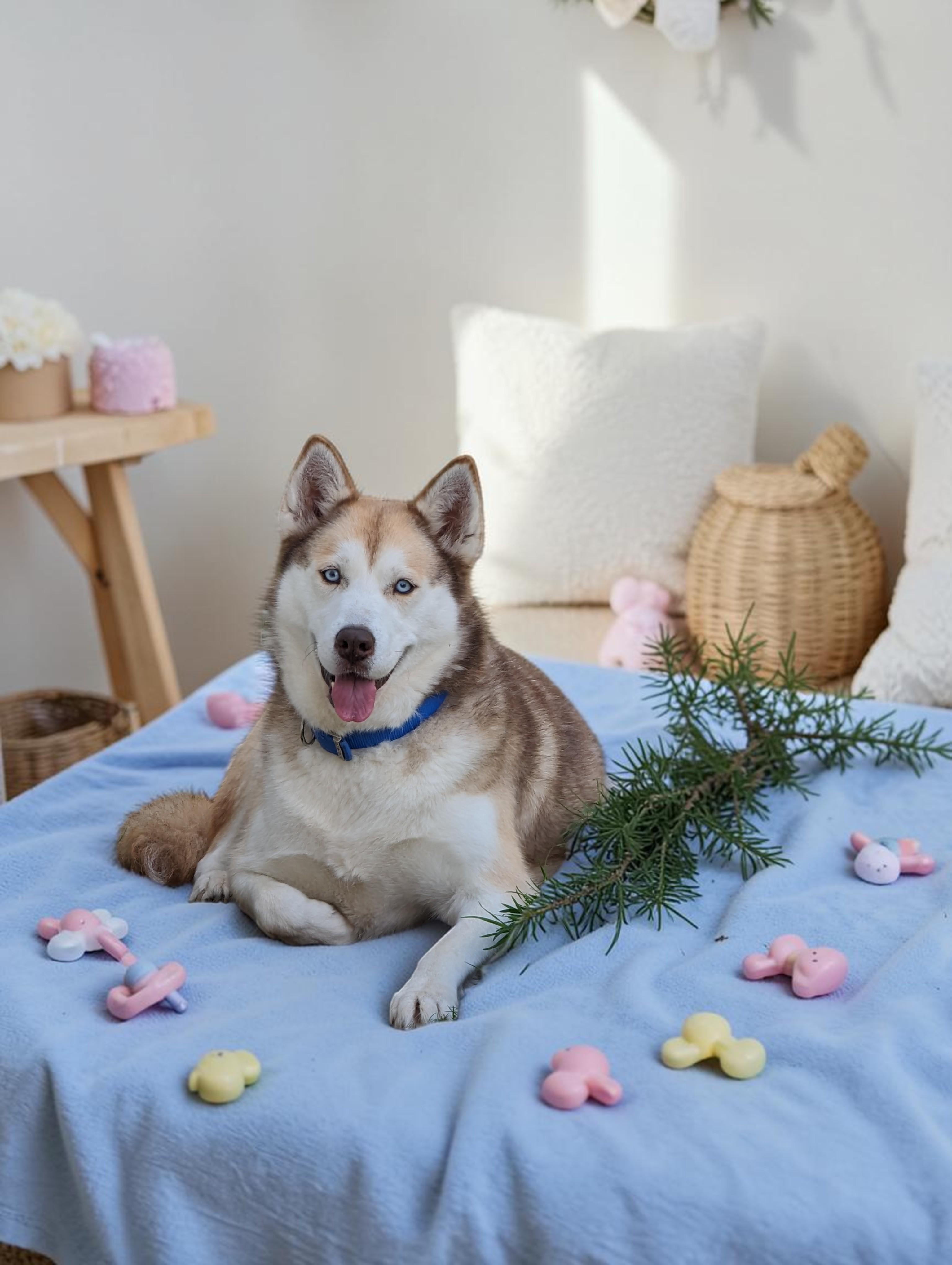 Enlarge Ivy , a ADOPTABLE Siberian Husky in Issaquah, WA image 4/6