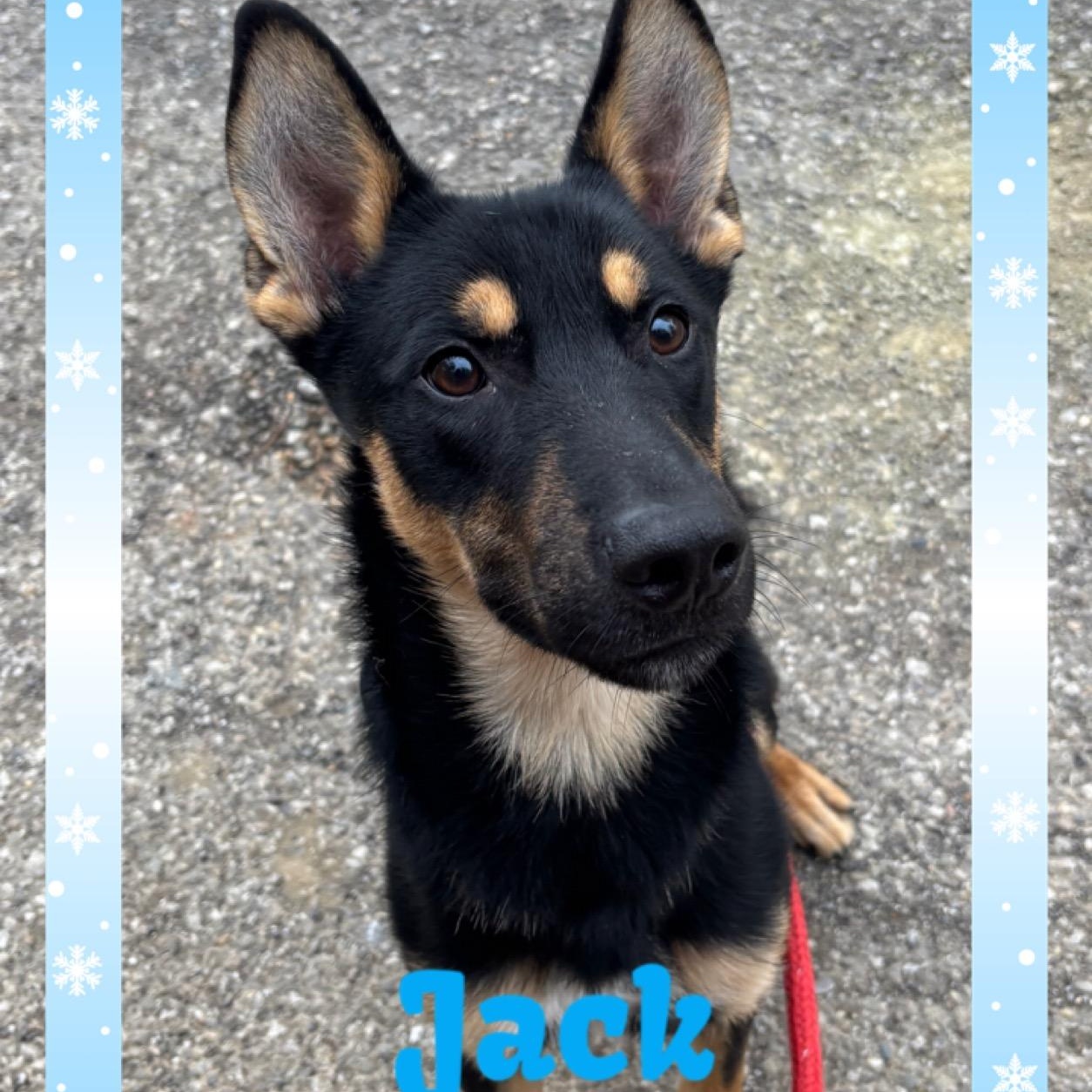 Jack, a Adoptable mixed breed in New Martinsville, WV image 1/4