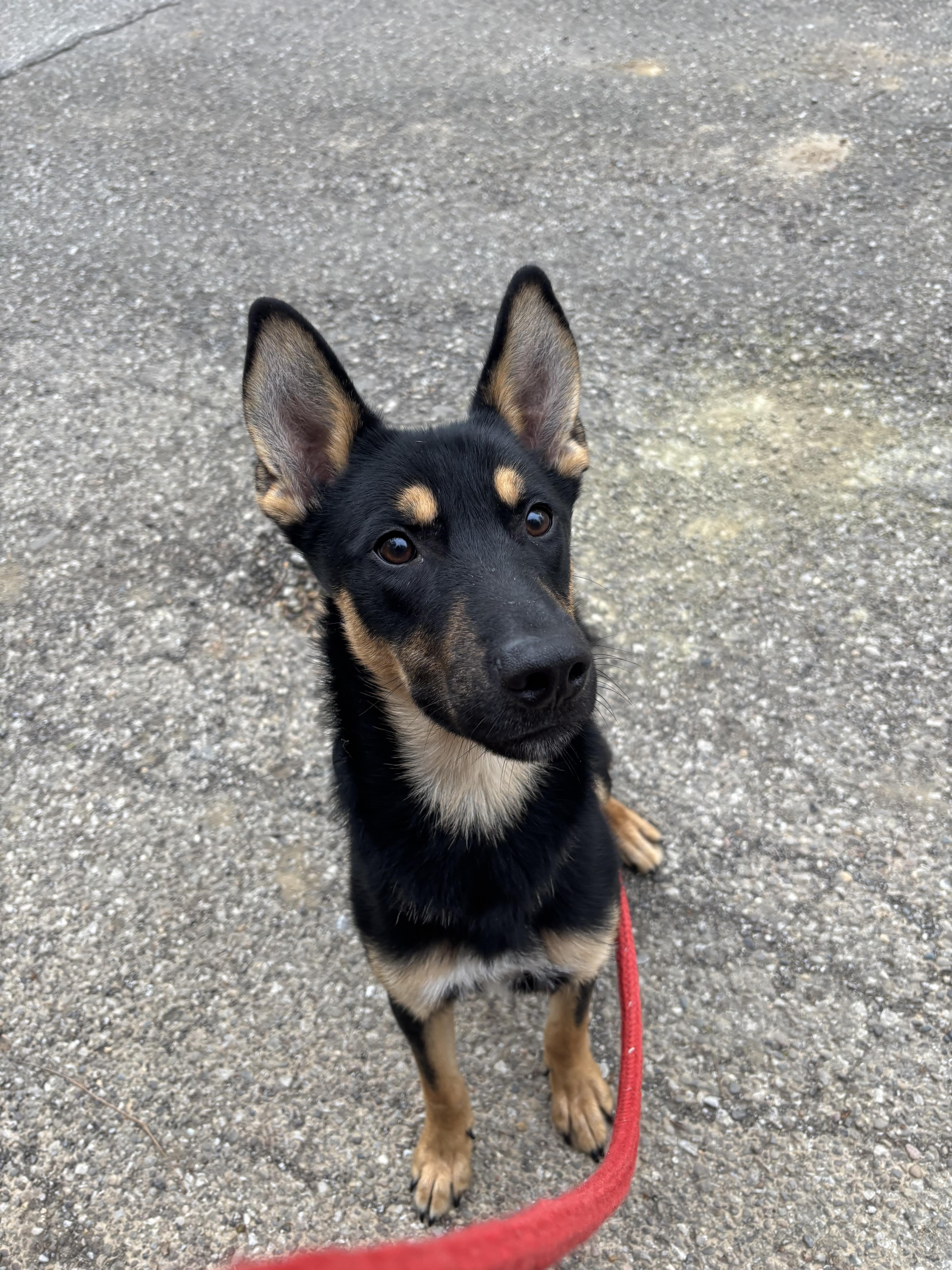 Jack, a Adoptable mixed breed in New Martinsville, WV image 2/4