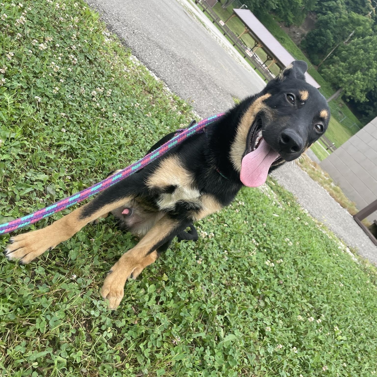 Jack, Adoptable, Young Male German Shepherd Dog.