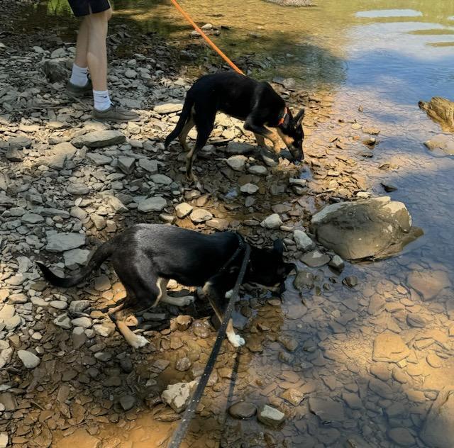 Jack, a Adoptable mixed breed in New Martinsville, WV image 4/4
