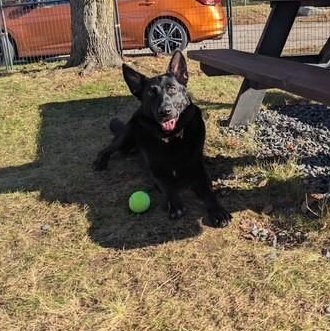 Enlarge Vader, a Adoptable German Shepherd Dog in Lincoln, RI image 1/6